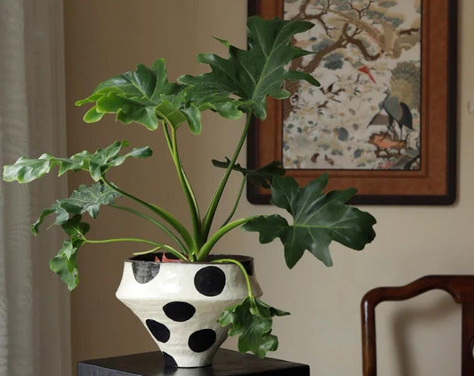 Modern Polka Dot Ceramic Planter Pot
